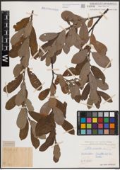 Foto von Salix cinerea L.